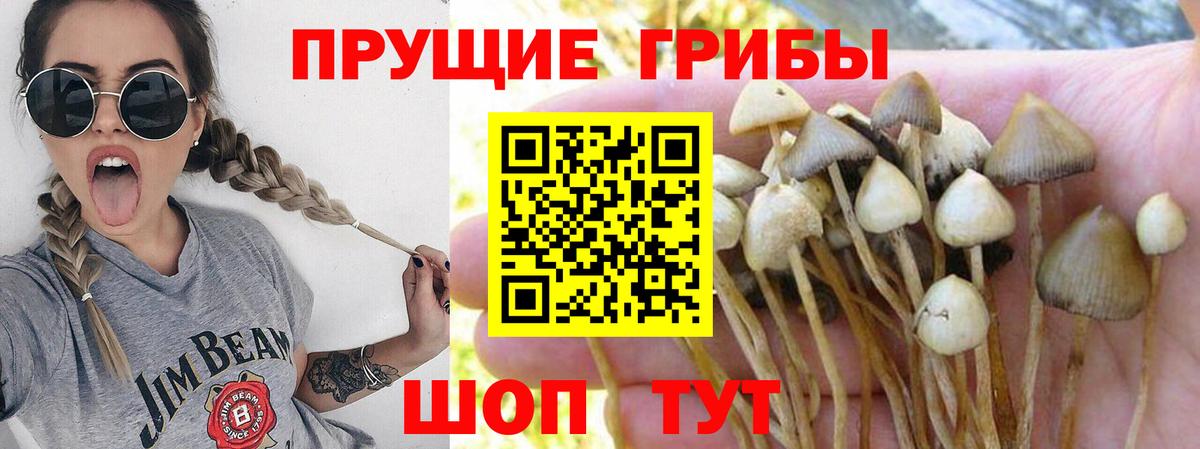 Псилоцибиновые грибы Psilocybine cubensis Старая Купавна
